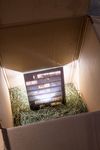 Patricia L. Boyd. 119, 2025. Moving box, LED light, hay, print, glass. 93.5 x 69.5 x 69.5 cm. Christian Andersen