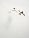 Rolf Nowotny. Pinicchio Leaves (oak), 2013. Treated copper and wall plug. 42 cm. Christian Andersen